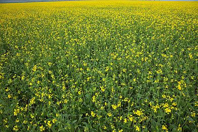 《燕云十六声》4K DLSS3新实机演示 为玩家呈现视觉盛宴